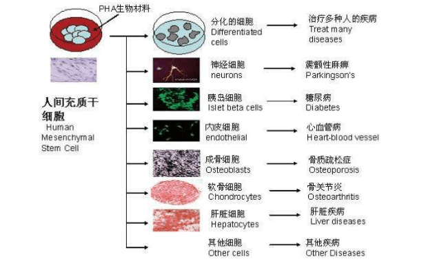 干细胞抗衰