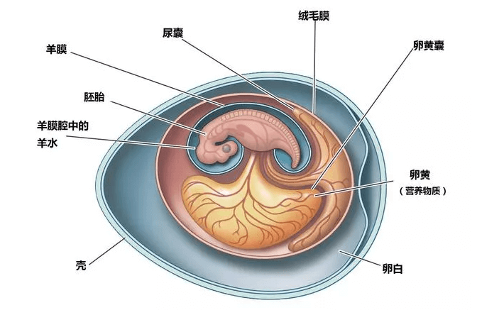 干细胞治疗