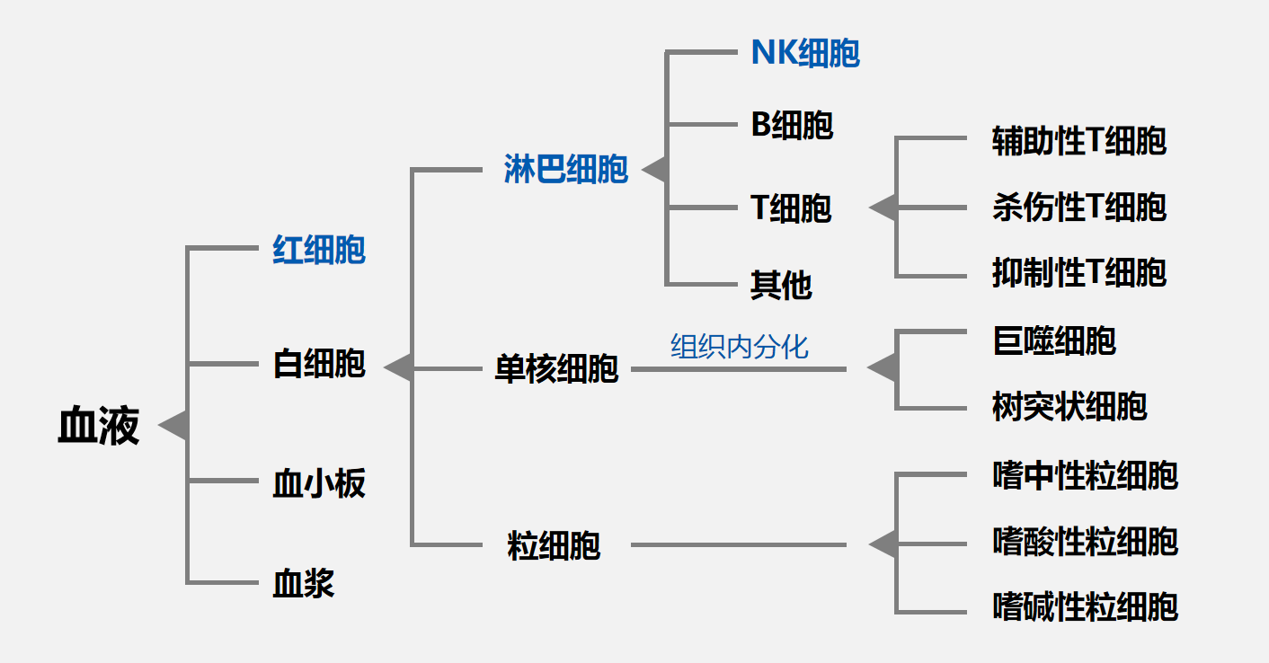 血液分化图