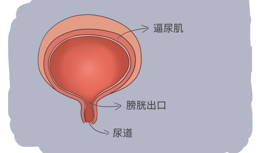 案例研究|干细胞疗法成功逆转9例逼尿肌活动不足患者